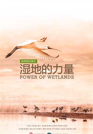 湿地的力量
