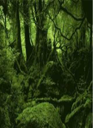 亚马逊森林大火的前因、后果