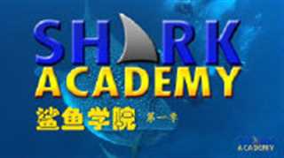 鲨鱼学院