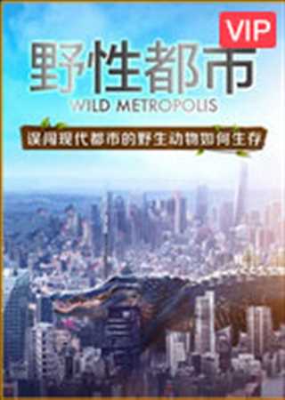 野性都市