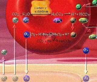 钟南山院士：肺换气原理！
