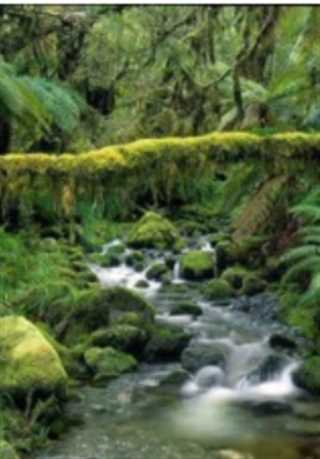 无人荒野：亚马逊