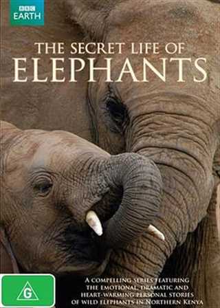 大象的秘密生活