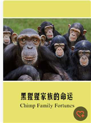黑猩猩家族的命运