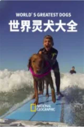 世界灵犬大全