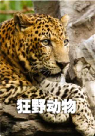 狂野动物