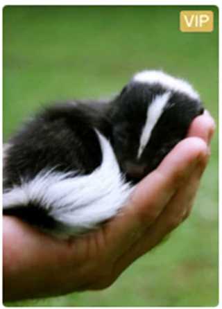 超迷你动物 第2季