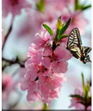 网红赏花地背后那些事儿