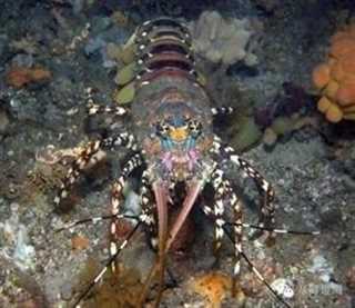 为什么龙虾那么贵