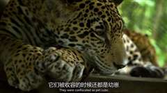 BBC自然世界 丛林动物医院