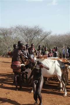 走进非洲第七章拂晓之狮 普通话版